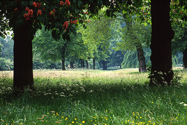 Path through Morden Park, south London